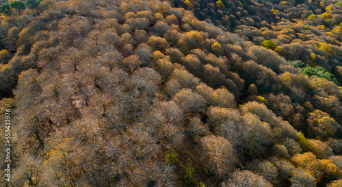 vista del frondoso bosque del cobre en el valle del Genal, Andalucía