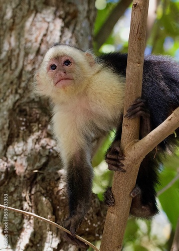 White-faced Capuchin Monkey © Roger