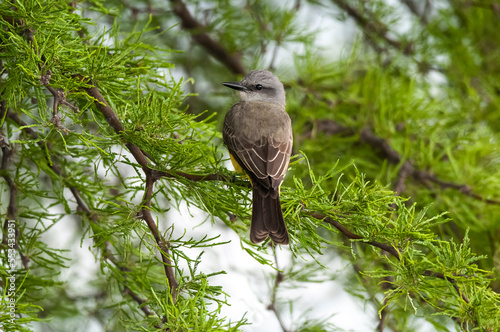 Wallpaper Mural Tropical Kingbird  Calden Forest environment, La Pampa Province, Argentina. Torontodigital.ca