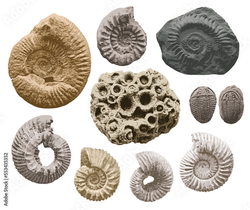 set of vector objects sea stone with imprints of shells of ancient ammonite shells and trilobites. exhibits of the paleontological museum from extinct marine mollusks and animals of the ocean fauna.