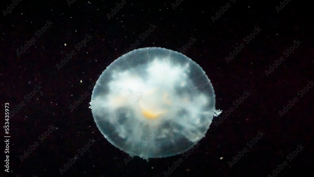 Trimble jellyfish in black background.
they are live jellyfish in aquarium