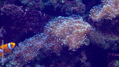 Fototapeta Naklejka Na Ścianę i Meble -  Soft corals reef and clownfish in orange tones.