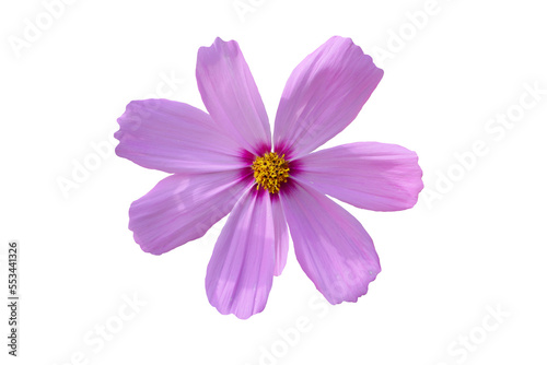 flower isolated transparency background.
