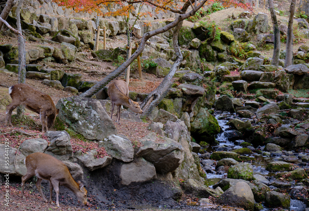 Fototapeta premium 風景素材 晩秋の奈良公園 吉城川と鹿