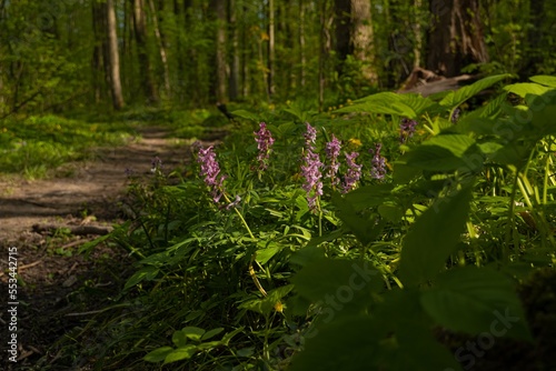 violet fumewort plant at forest thickets dirt road  dangerous mountain bike route  mysterious romantic mood  tree trunks in background  light and shadow play  spring awakening ecotourism concept