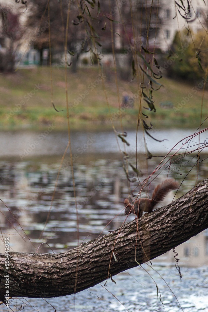 tree and a squirrel by the lake