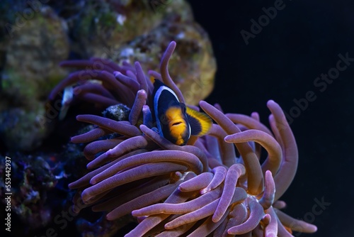 Clark's anemonefish symbiotic coexistence with bubble tip anemone, fluorescent animal move tentacles, live rock stone reef marine aquarium require professional experience, LED blue low light