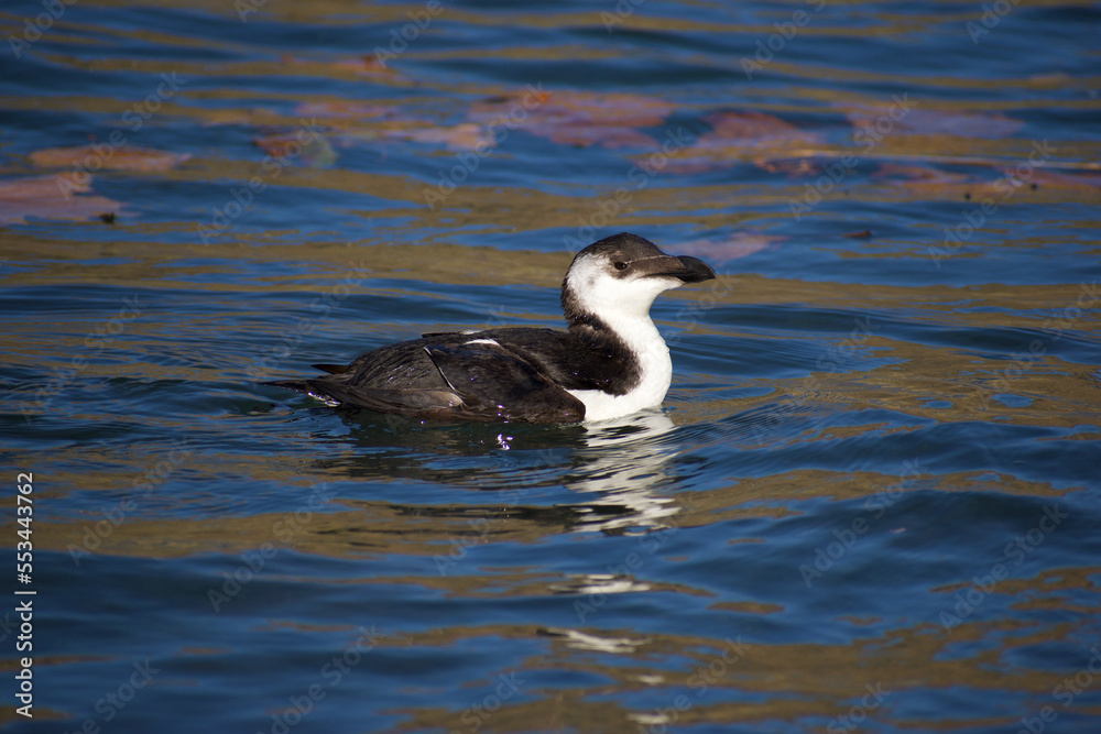 Razorbill relaxed in the water