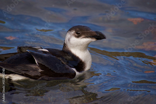 Photos Razorbill look relaxed in the water
