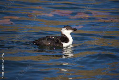 Tableau sur toile Razorbill relaxed in the water