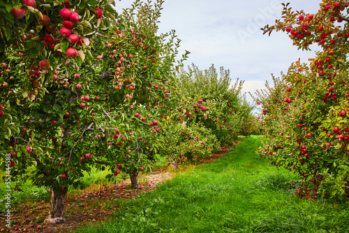 Photo Looking down rows of apple trees in orchard farm