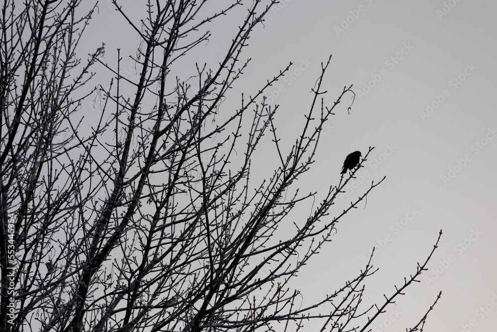 Light sepia sky, frozen tree and bird on a branch. Winter background. Light sepia sky, frozen tree and bird on a branch. Winter background.