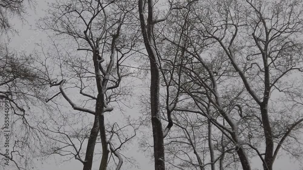 snow falling in the park snow falling in the park