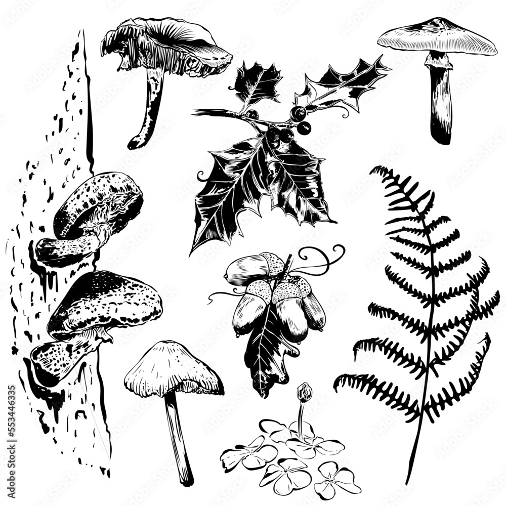 Handgezeichnete Herbst Vektoren mit Pilzen, Eicheln, Farn Klee und Ilex.