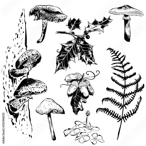 Handgezeichnete Herbst Vektoren mit Pilzen, Eicheln, Farn Klee und Ilex.