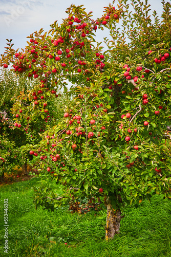 Apple orchard farm with red apples covering tree
