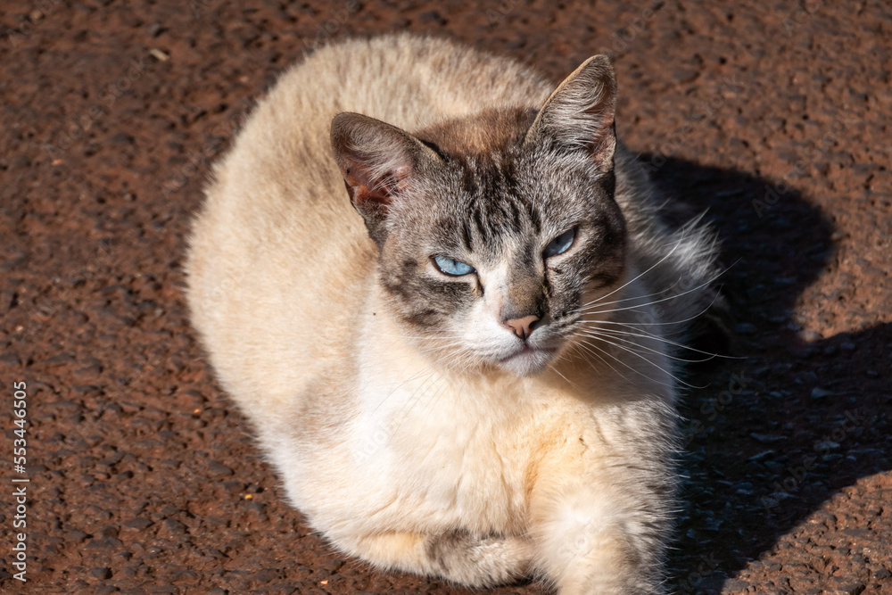 Beautiful and mysterious white cat sitting on brown floor, with gray streaks on face looking up with bright blue eyes