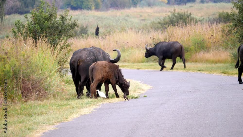 Herd of African buffalo walking on a paved road, two of them mating.
Herd of African buffalo walking on a paved road, two of them mating.