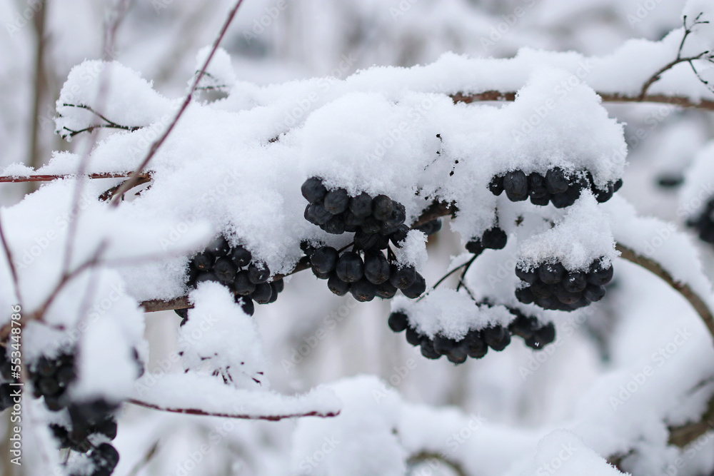 Black chokeberry berries on a bush covered with snow