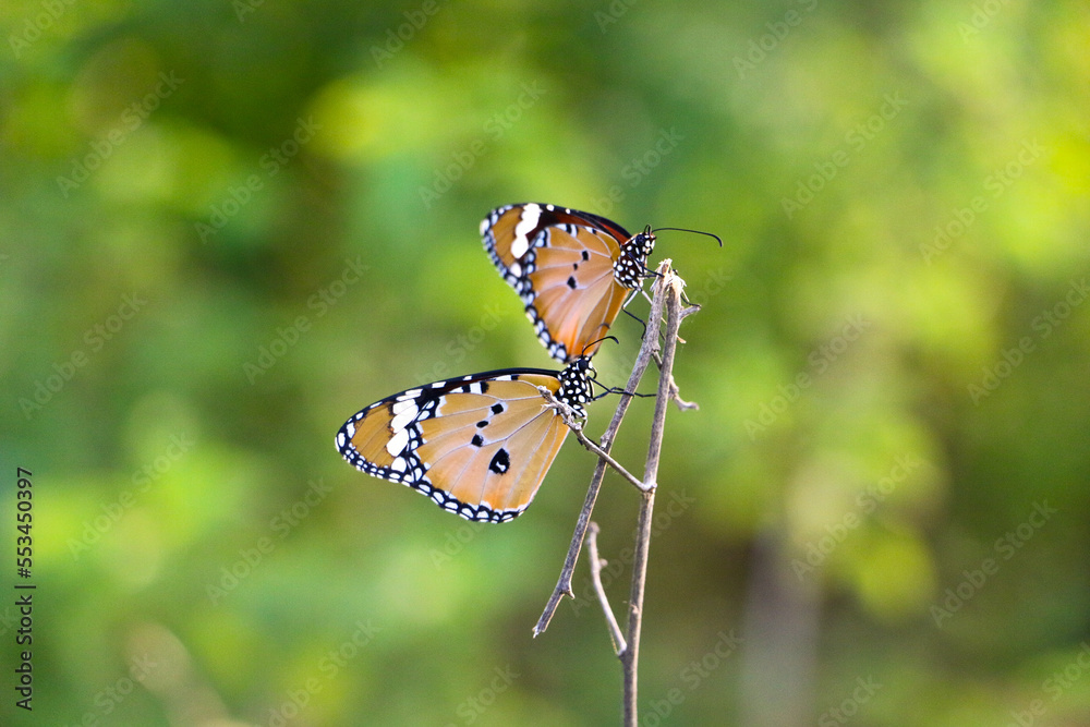 butterfly pair on a stick branch butterfly pair on a stick branch