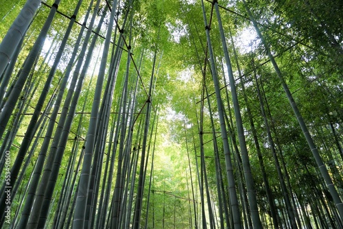 [Japan] View of Bamboo garden in Hokoku-ji Temple (Kamakura city, Kanagawa)