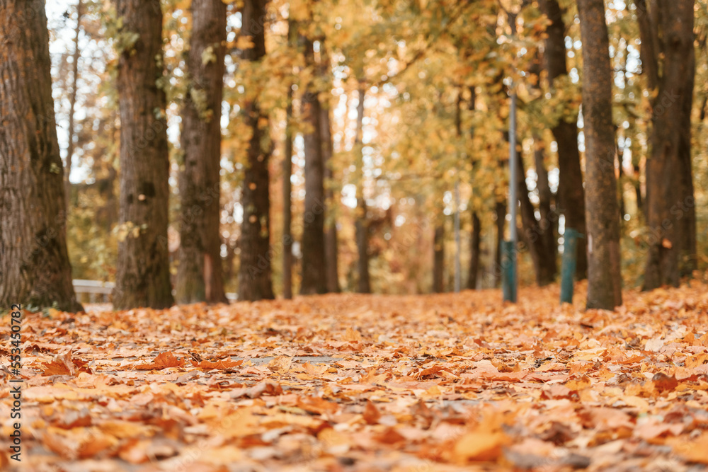 View of the autumn forest with trees and fallen leaves on the ground View of the autumn forest with trees and fallen leaves on the ground