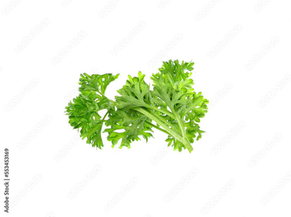 Parsley on transparent png Parsley on transparent png