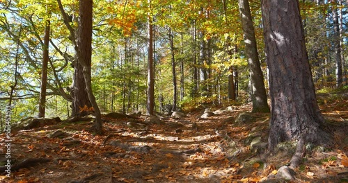 Beautiful autumn trees in the forest. Cinema 4K 60fps video photo