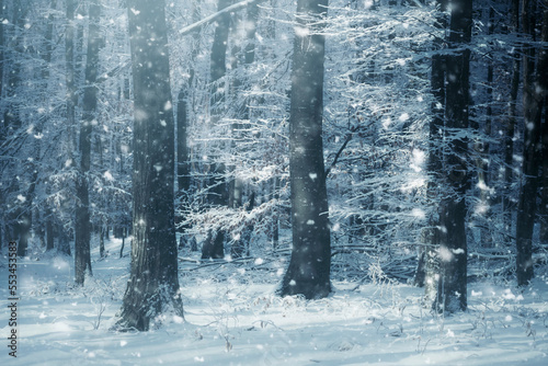 cold winter woods landscape with snow flakes falling