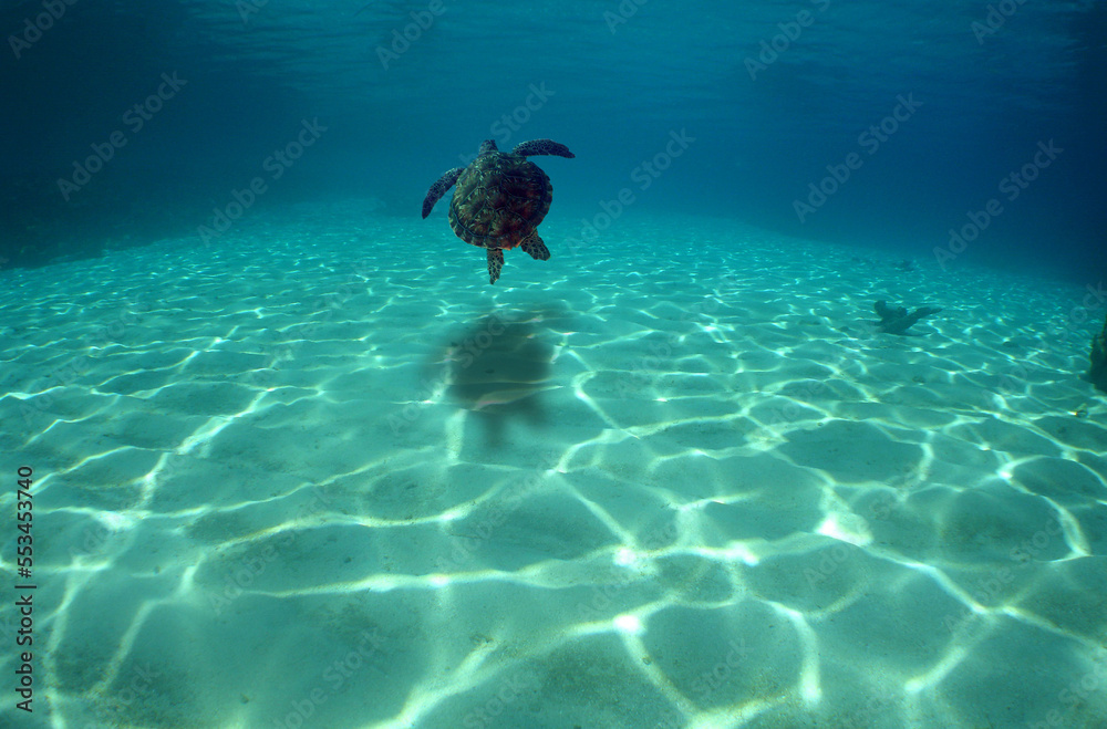 green sea turtle in its environment in the waters of the caribbean sea green sea turtle in its environment in the waters of the caribbean sea