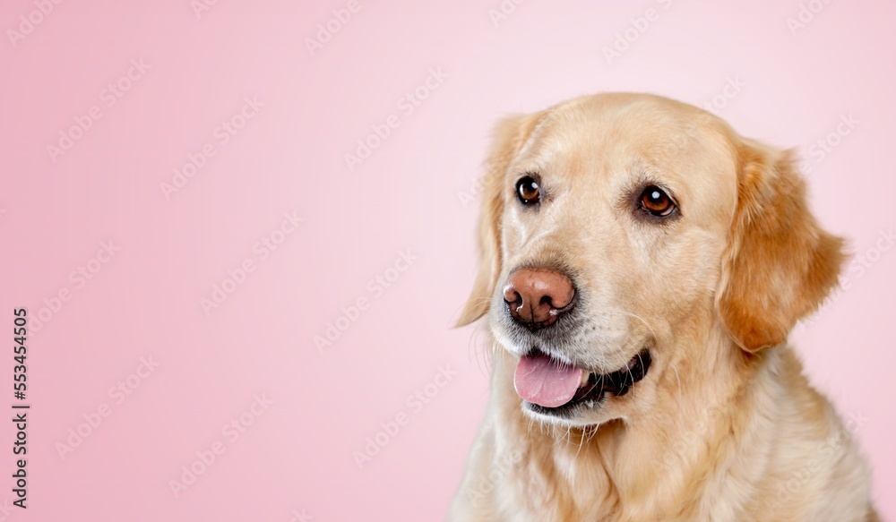 Funny cute young dog on colored background