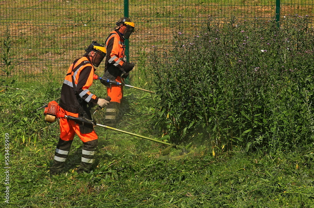 Fototapeta premium red and green grass