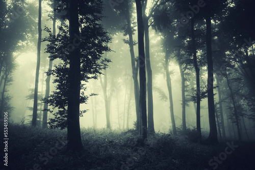 dark forest in fog  fantasy landscape