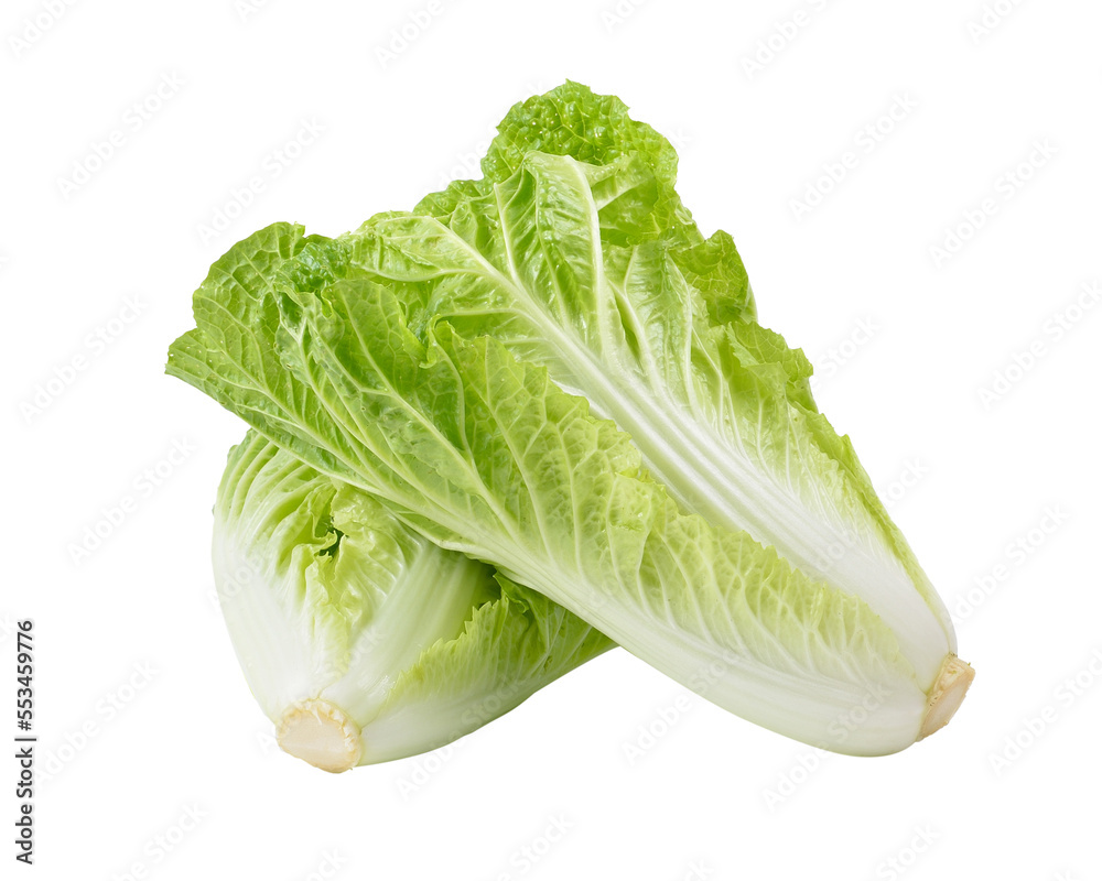 fresh chinese cabbage on transparent png Stock Photo | Adobe Stock