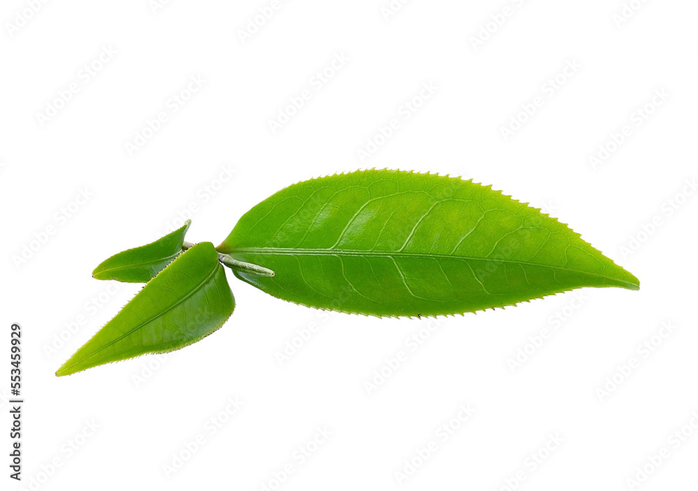 Fototapeta premium Green tea leaf isolated on transparent png