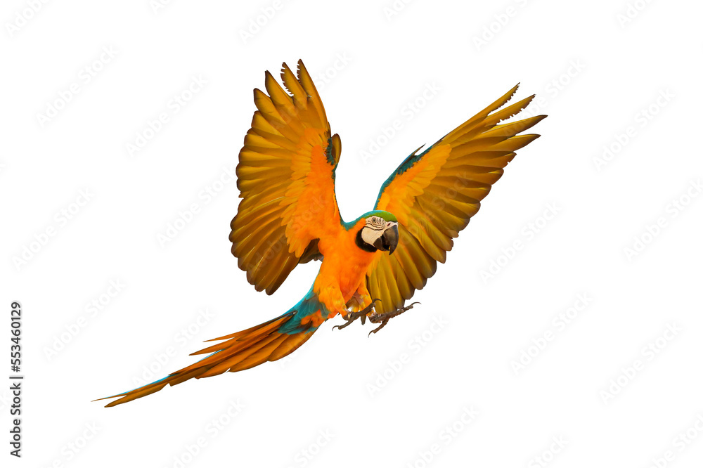 Fototapeta premium Colorful flying parrot isolated on transparent background.