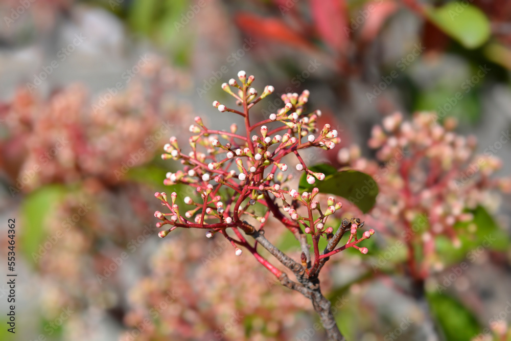 Photinia Red Robin flower buds Photinia Red Robin flower buds