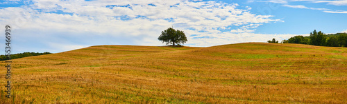 Panoramic view of golden fields in country hills with lone green tree in center frame and blue sky photo