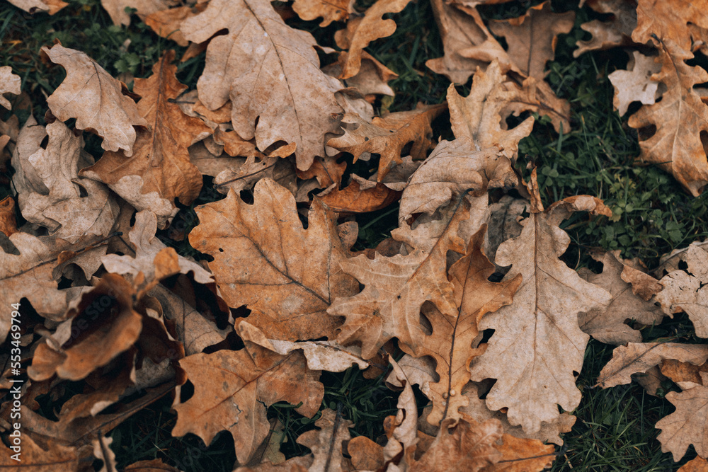 background of golden oak leaves on the ground background of golden oak leaves on the ground