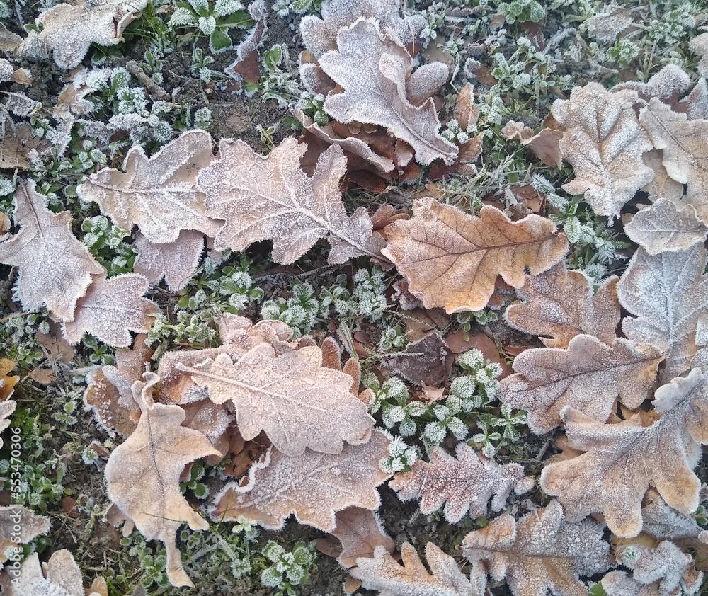 Frozen oak leaves on frozen grass in winter Frozen oak leaves on frozen grass in winter