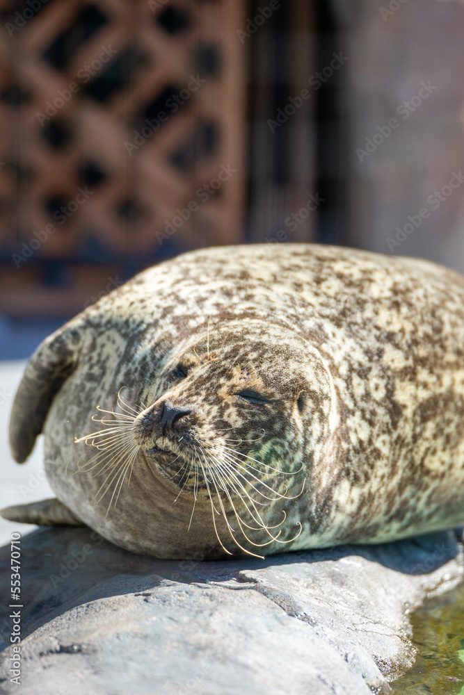 Obraz premium アザラシ