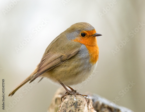 robin on a branch © Heiko