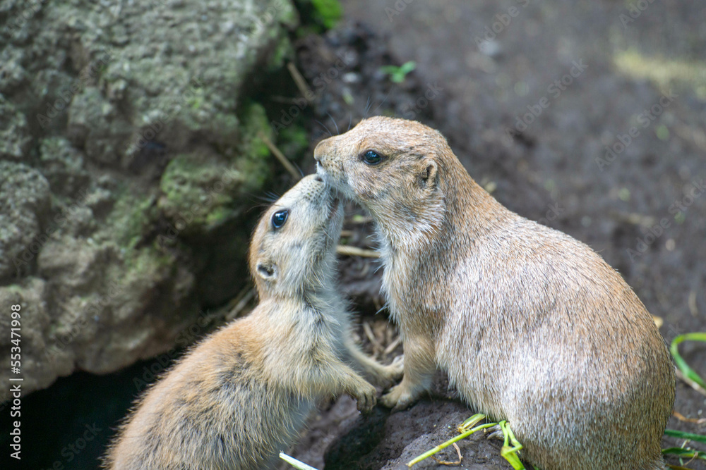 Fototapeta premium 仲良しのプレーリードッグ
