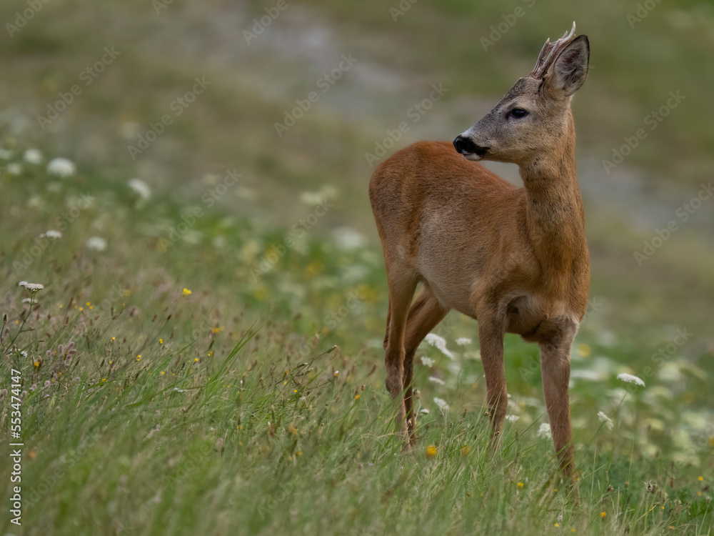 deer in the grass deer in the grass