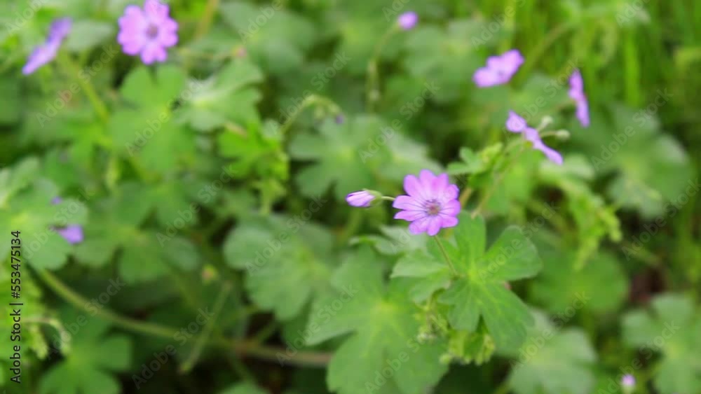 Pink flowers with green leaves swaying in the wind. Pink flowers with green leaves swaying in the wind.