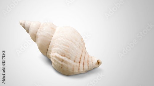 Beautiful sea shell on gray background
