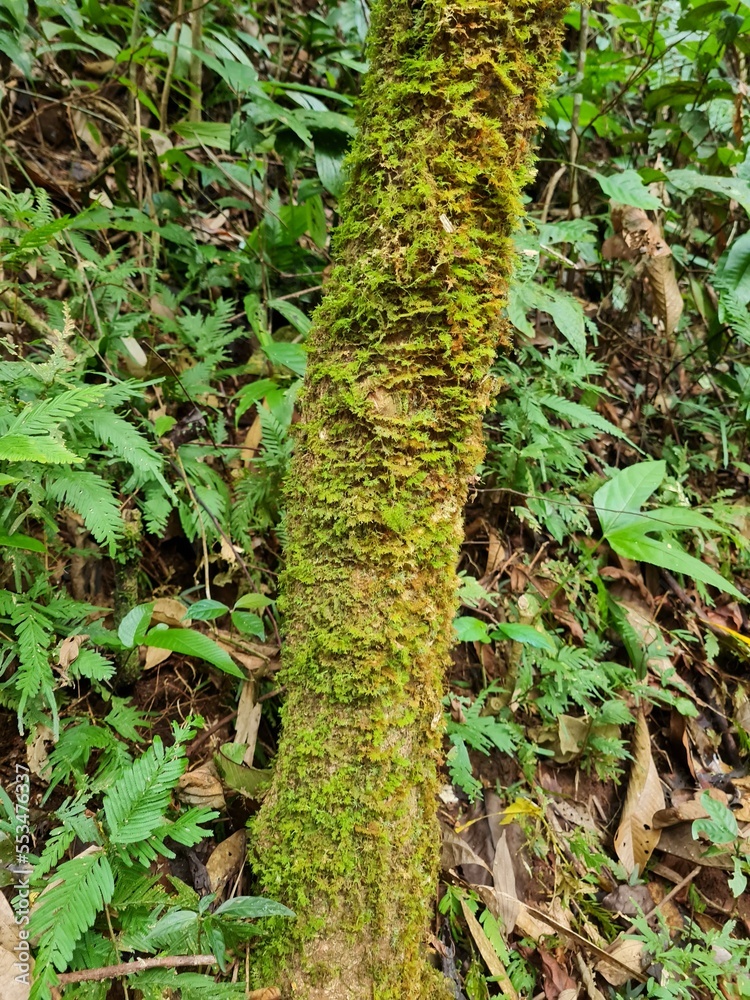 Obraz premium moss on the tree