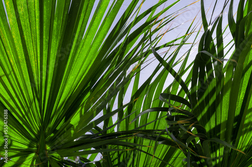 Fototapeta Naklejka Na Ścianę i Meble -  fresh palm tree branches bottom view