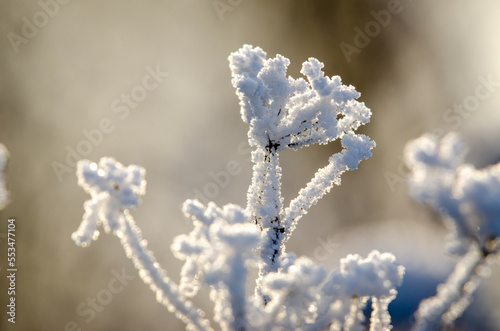 Sunbeams reflecting in the hoarfrost on a twig