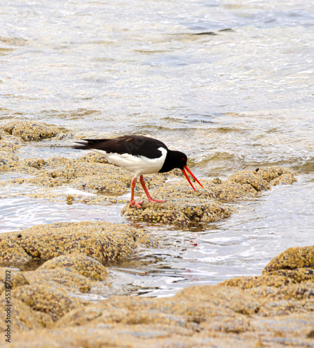 Oystercatcher in rockpools